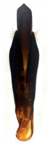 Agrilus viridicaerulans rubi